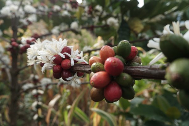 咖啡Liberica图片下载