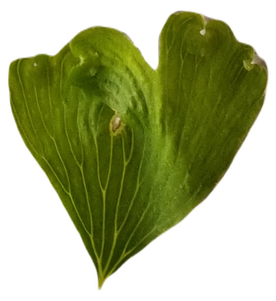 叶柄呈褐色/黑色，叶柄中有苹果绿小叶。蕨叶:铁线蕨植物的精致的扇形叶节上侧面或正面(ADET)。图片下载