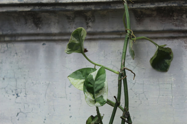 葡萄树图片下载