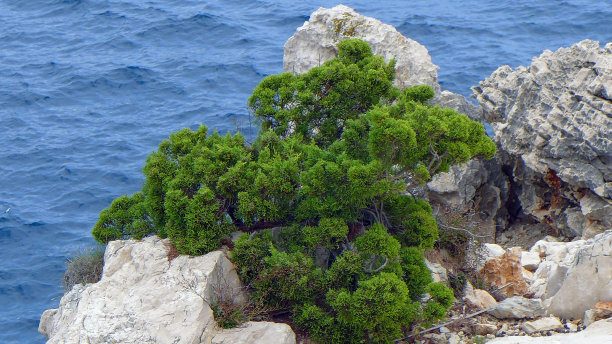 这是一张美丽的照片，在海边的风景中有一棵绿树图片下载