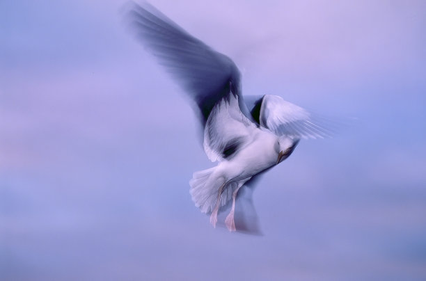 飞翔的海鸥图片下载