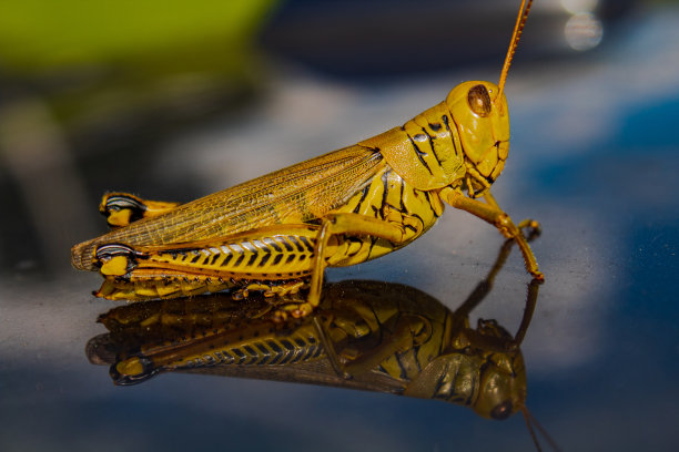 蚂蚱坐在车顶上图片下载