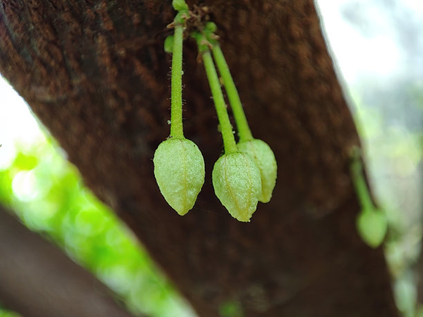 特写视图和选择性焦点的可可花上的一种植物图片下载