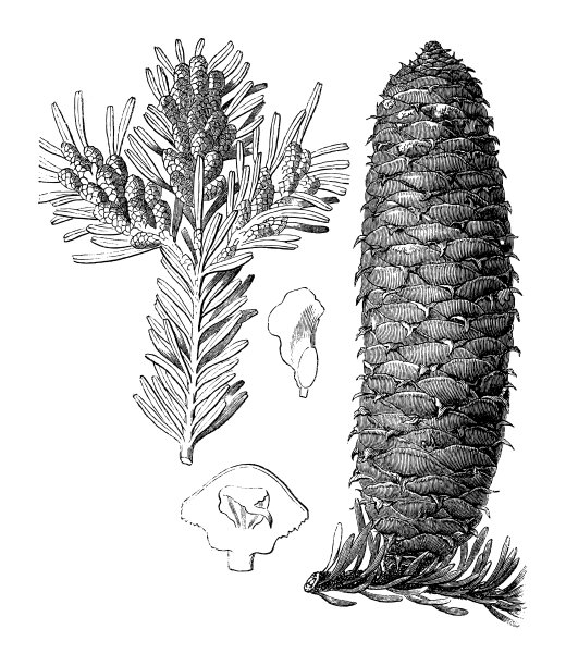 欧洲银冷杉(白冷杉)-古董雕刻插图孤立在白色背景图片下载