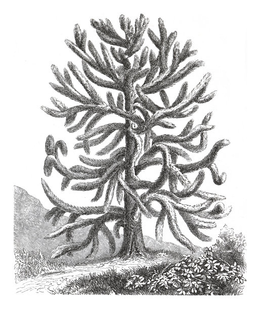 猴子拼图树(Araucaria araucana) -古董雕刻插图图片下载