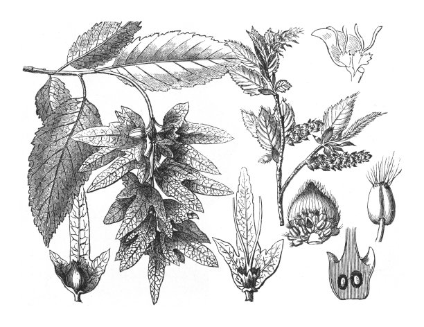 欧洲或普通角梁(桦木)-在白色背景上孤立的古董雕刻插图图片下载