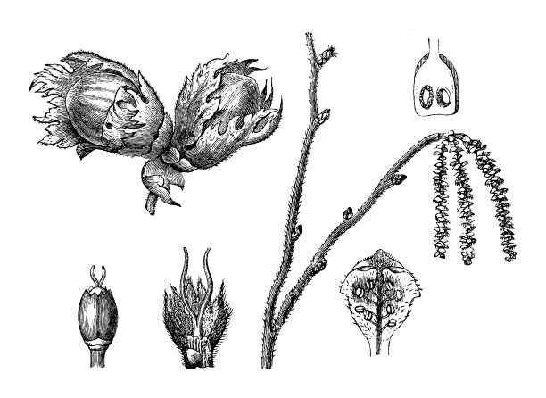 普通榛子(Corylus avellana) -古董雕刻插图孤立在白色背景图片下载