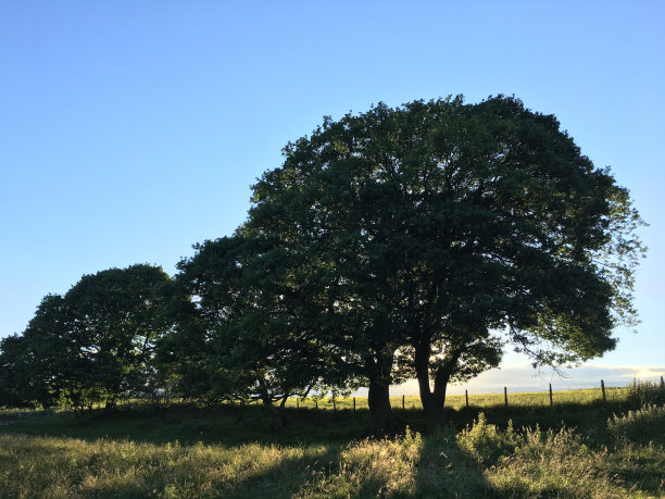 英国草地上高大古老的橡树图片下载