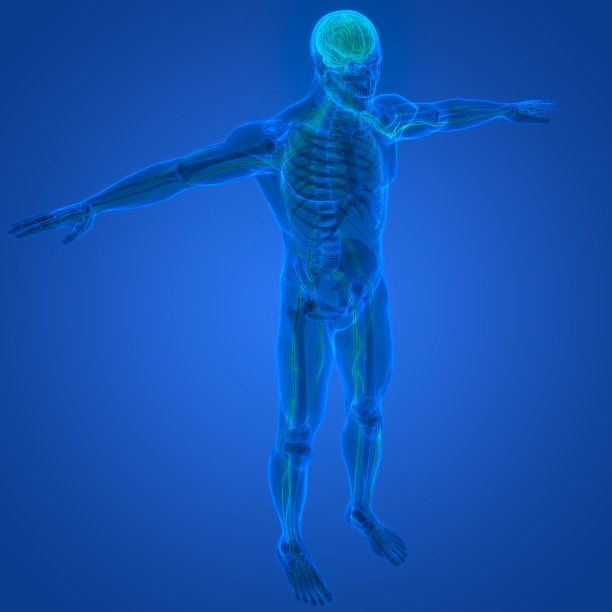 人体神经系统大脑解剖中心器官图片下载