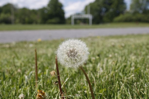 一个蒲公英的特写镜头图片下载