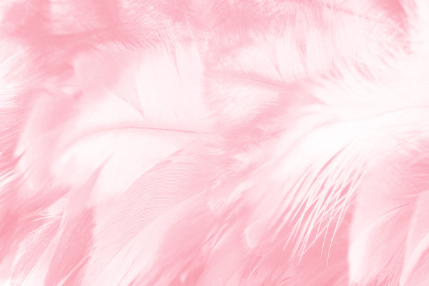 珊瑚粉复古颜色趋势羽毛纹理背景图片下载