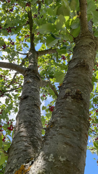 樱桃是夏天最美味的水果之一。图片下载