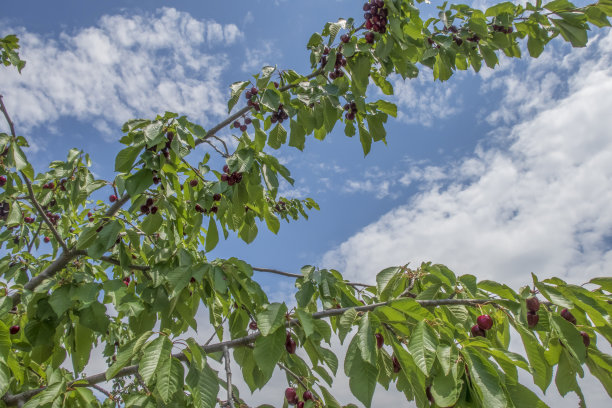 樱桃是夏天最美味的水果之一。图片下载