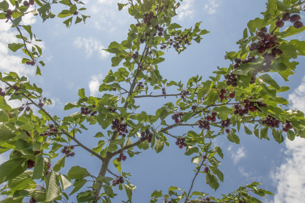 樱桃是夏天最美味的水果之一。图片下载