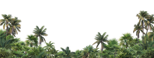 白色背景上的热带植物图片下载