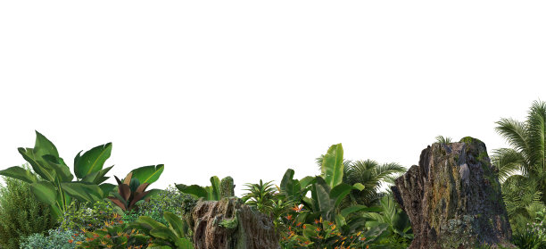 白色背景上的热带植物图片下载