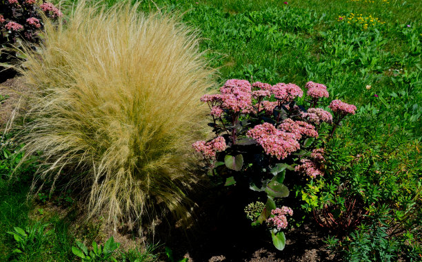 观赏草原草可以抗旱，甚至在冬天成行或单独或与紫色或白色多年生植物组合也具有装饰性图片下载