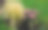 观赏草原草可以抗旱，甚至在冬天成行或单独或与紫色或白色多年生植物组合也具有装饰性图片下载