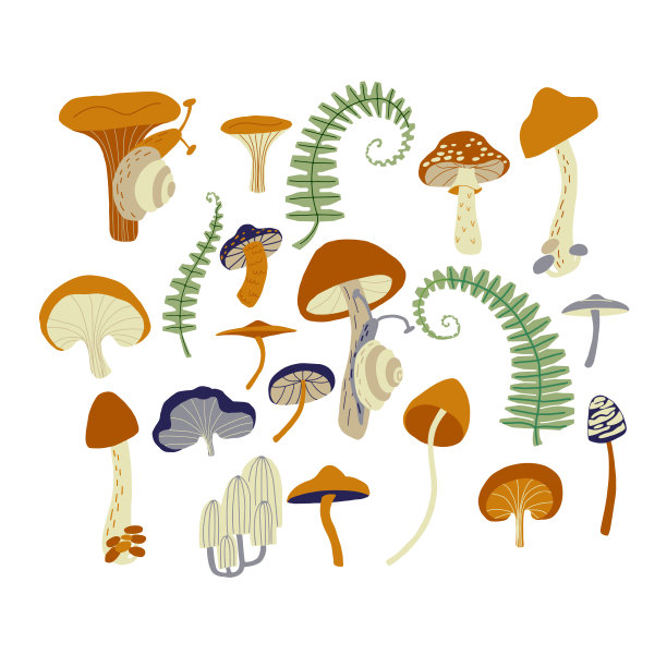 神奇蘑菇和蕨类植物森林组合设置图片下载