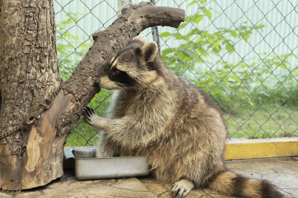 一只浣熊坐在围栏里的一棵树旁。图片下载