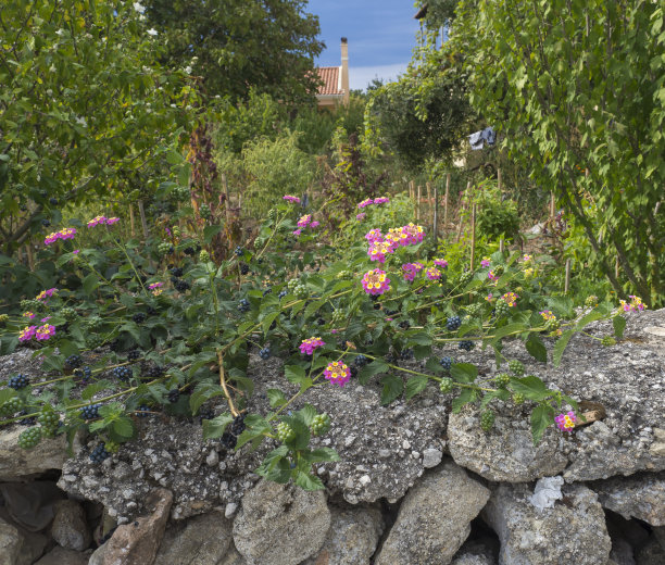 靠近古老的石墙与Lantana camara和地中海花园与传统的农场房子在阳光明媚的夏日，科孚，希腊图片下载