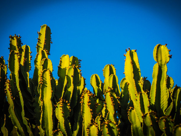 蓝天上的仙人掌图片下载