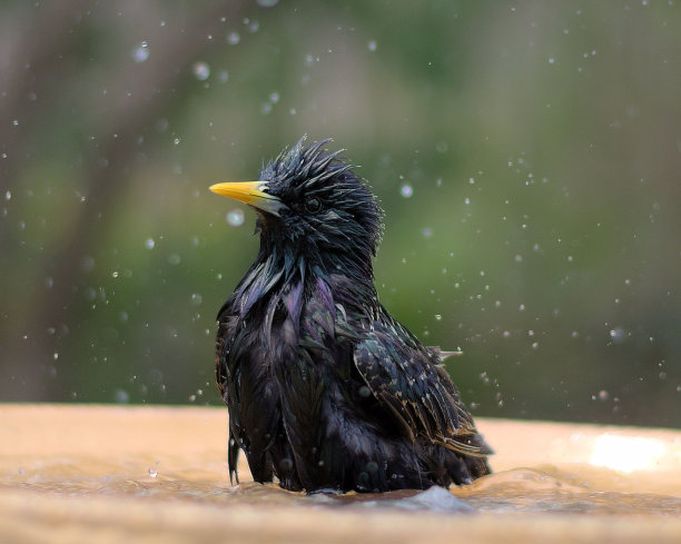 欧椋鸟在水盆里。图片下载
