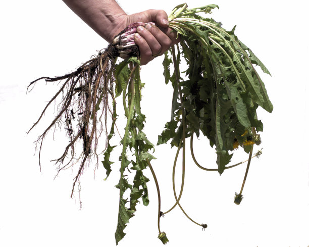 大蒲公英的植物在男人的第一。图片下载