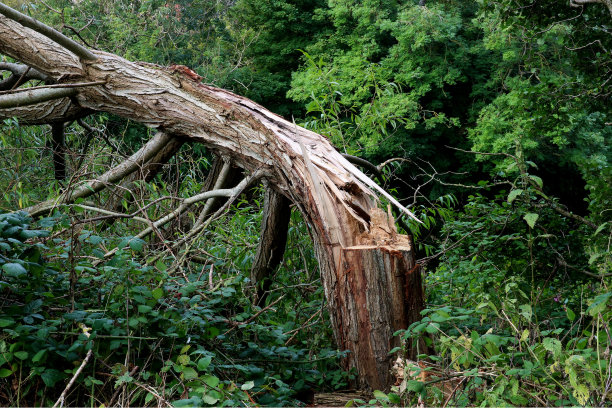 森林里的老树被砍断图片下载