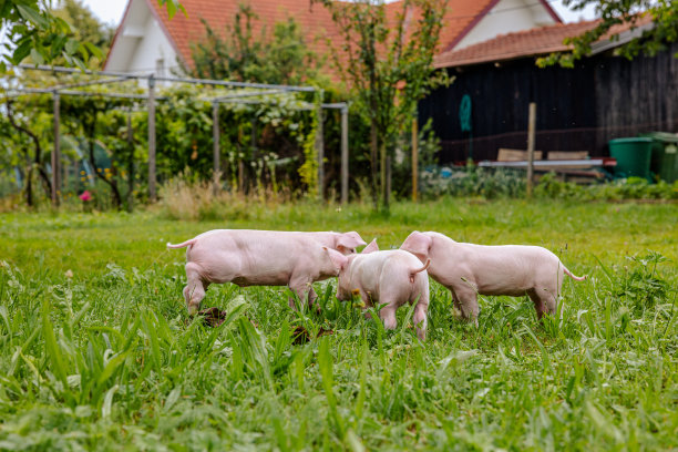 在有机农场，仔猪在草地上吃草图片下载