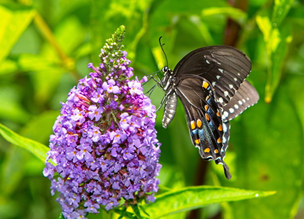 燕尾蝶图片下载