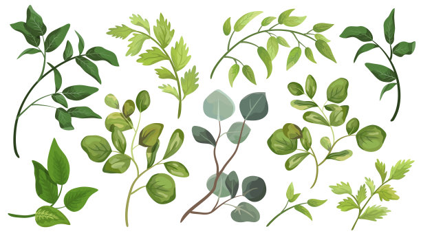 绿叶。装饰美丽元素插图设计叶在水彩风格。用于婚礼和请柬图片下载