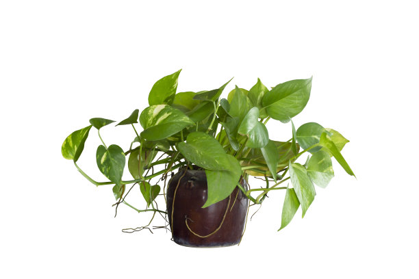 在白底分离的盆栽中，金黄色或金黄色的表皮具有修剪路径。图片下载