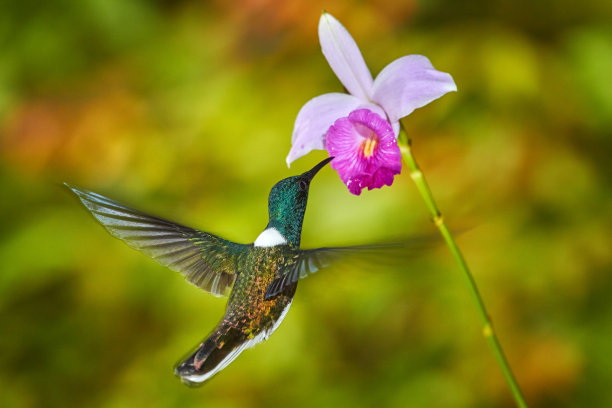 野生动物哥斯达黎加。白脖子的雅各宾，弗洛里苏加mellivora，蓝色和白色的小鸟蜂鸟在美丽的橙色花旁边飞行，绿色和橙色的森林背景，哥斯达黎加图片下载