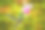 野生动物哥斯达黎加。白脖子的雅各宾，弗洛里苏加mellivora，蓝色和白色的小鸟蜂鸟在美丽的橙色花旁边飞行，绿色和橙色的森林背景，哥斯达黎加图片下载