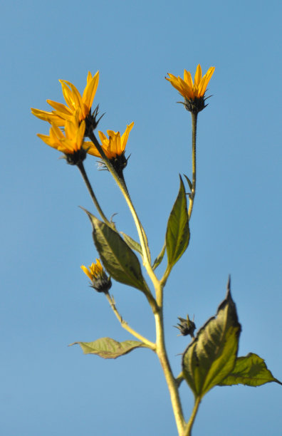 菊芋(Helianthus tuberosus)生长在自然界图片下载