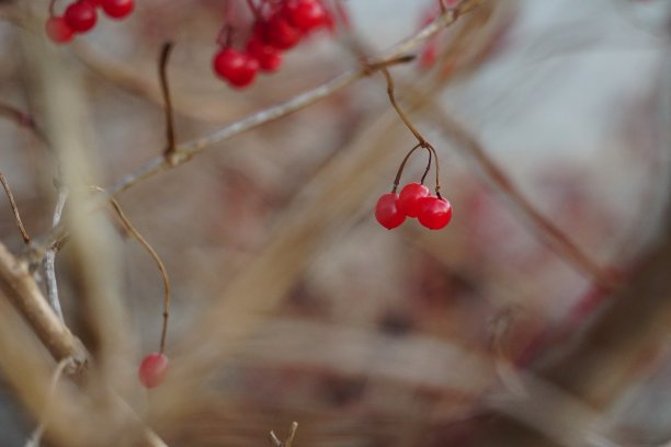 荚蒾opulus，又称荚蒾rose或Viburnum，是荚蒾科的一种开花植物，原产于欧洲、北非和中亚。图片下载