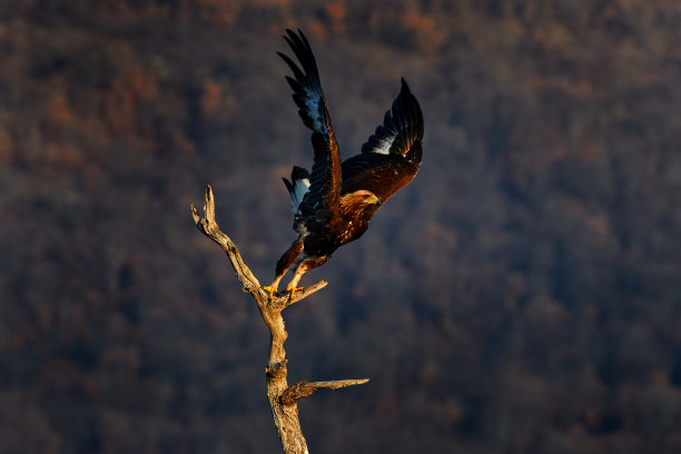 东方红背山岩，树干上有鹰。大猛禽金鹰翼展大，照片与雪花在冬天，石头山，Rhodope山，保加利亚野生动物。图片下载