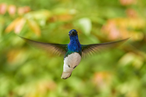野生动物哥斯达黎加。白脖子的雅各宾，弗洛里苏加mellivora，蓝色和白色的小鸟蜂鸟在美丽的橙色花旁边飞行，绿色和橙色的森林背景，哥斯达黎加图片下载