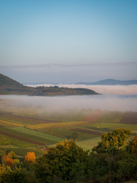 雾蒙蒙的秋天日出中的葡萄园图片下载