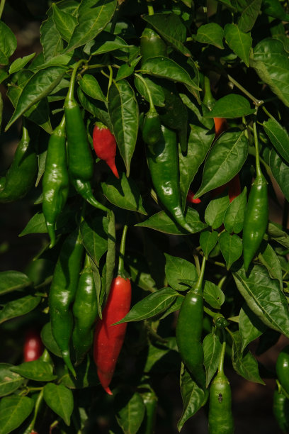 辣椒种植有红椒和青椒图片下载