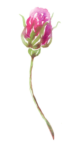 水彩玫瑰图片下载