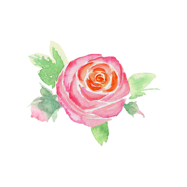 水彩手粉红色玫瑰花和叶子图片下载
