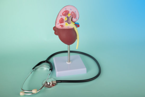 肾模型和听诊器放在蓝色背景上图片下载