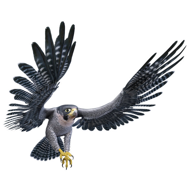 3D渲染猎鹰鸟在白色图片下载