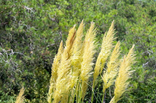 芦苇和蒲草;芦苇映衬着蓝天。土耳其伊斯坦布尔萨里耶尔区阿塔图尔克城市森林图片下载