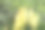 芦苇和蒲草;芦苇映衬着蓝天。土耳其伊斯坦布尔萨里耶尔区阿塔图尔克城市森林图片下载