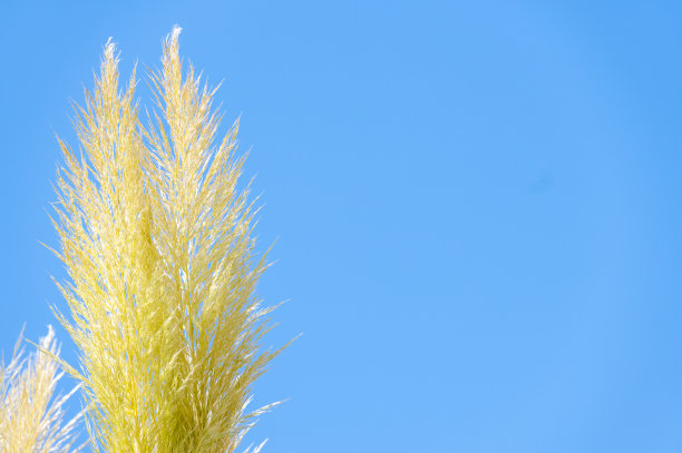 芦苇和蒲草;芦苇映衬着蓝天。土耳其伊斯坦布尔萨里耶尔区阿塔图尔克城市森林图片下载