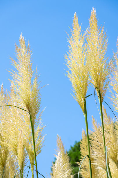 芦苇和蒲草;芦苇映衬着蓝天。土耳其伊斯坦布尔萨里耶尔区阿塔图尔克城市森林图片下载