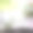 小绿树发芽了图片下载